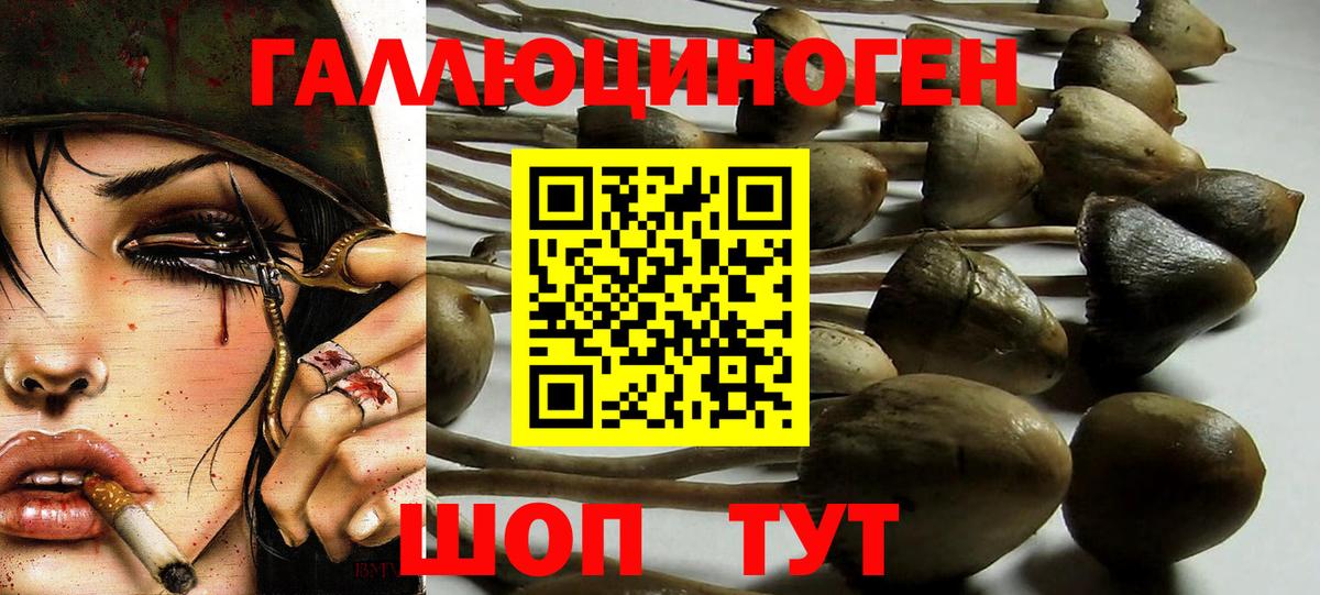 Псилоцибиновые грибы Psilocybe  Вход с VPN  Волгоград  Псилоцибиновые грибы мицелий 